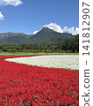 一片紅色的鼠尾草田和八嶽山脈 141812907