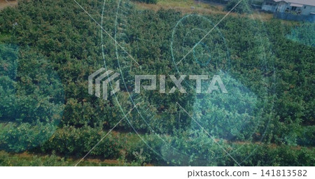 Showing planted orchard rows with dirt paths at edge of residential buildings and fence, lens flare Showing planted orchard rows with dirt paths at edge of residential buildings and fence, lens flare 141813582