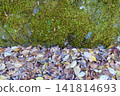 Mossy rocks and fallen leaves 141814693