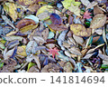 Scenery of fallen leaves 141814694
