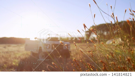 Framing tall dry seedheads glowing under low sun in rural field, off-road vehicle, copy space Framing tall dry seedheads glowing under low sun in rural field, off-road vehicle, copy space 141814821