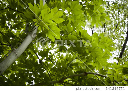 葉子在光下閃閃發光 葉子在光下閃閃發光 141816751