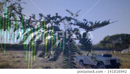 Displaying pinnate-leaf branch occupying center in field, overlaying chart grid and white pickup Displaying pinnate-leaf branch occupying center in field, overlaying chart grid and white pickup 141816942