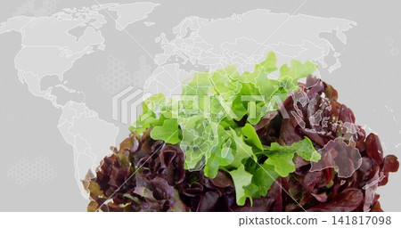 Displaying green and red leafy lettuce on light gray backdrop with world map overlay, hex pattern 141817098