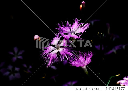 Nadeshiko花 141817177