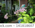 Iwatabako 141818607