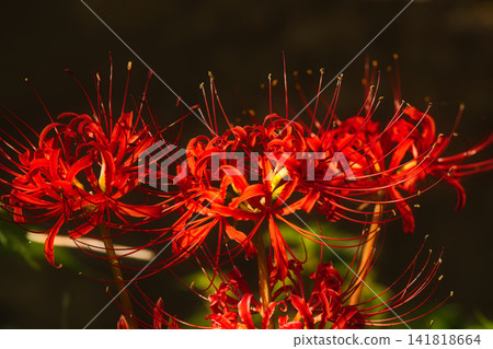 Three bright red spider lilies lined up together Three bright red spider lilies lined up together 141818664