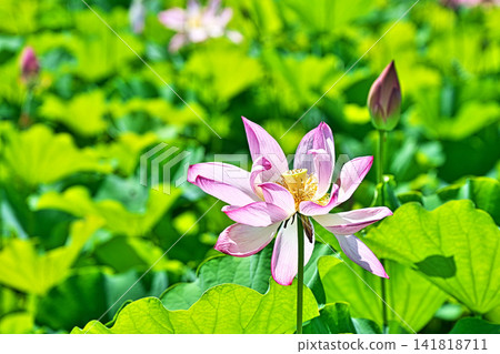 粉紅色蓮花（夏季，八月） 141818711