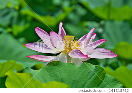 粉紅色蓮花（夏季，八月） 141818712
