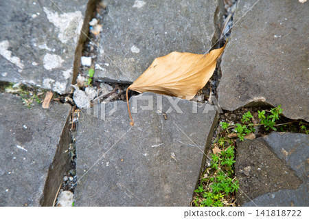 Dry leaf resting on cracked stone pavement with small green plants growing through gaps, viewed from above in quiet urban setting, showing texture, decay, resilience, and seasonal contrast Dry leaf resting on cracked stone pavement with small green plants growing through gaps, viewed from above in quiet urban setting, showing texture, decay, resilience, and seasonal contrast 141818722