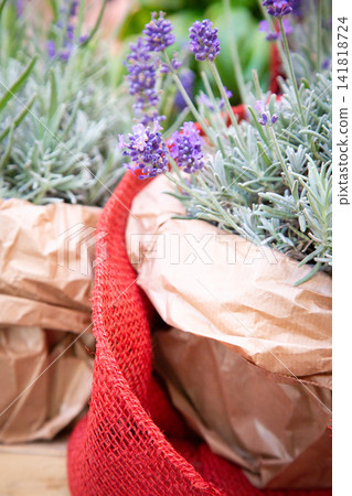 Close view of blooming lavender plants in rustic paper wrapped pots with soft purple flowers, silvery green foliage, and red mesh bag detail creating gentle garden texture 141818724