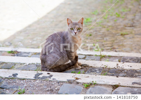 Alert gray tabby cat sitting on weathered stone steps outdoors with soft blurred background, direct gaze, natural daylight, calm rural setting, detailed fur, centered composition Alert gray tabby cat sitting on weathered stone steps outdoors with soft blurred background, direct gaze, natural daylight, calm rural setting, detailed fur, centered composition 141818750