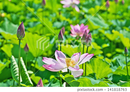 粉紅色蓮花（夏季，八月） 141818763