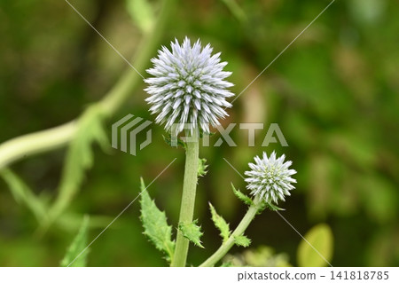 A globe thistle photographed at Karuizawa Botanical Garden. A globe thistle photographed at Karuizawa Botanical Garden. 141818785
