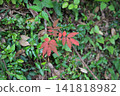 Yama Rushes 141818982