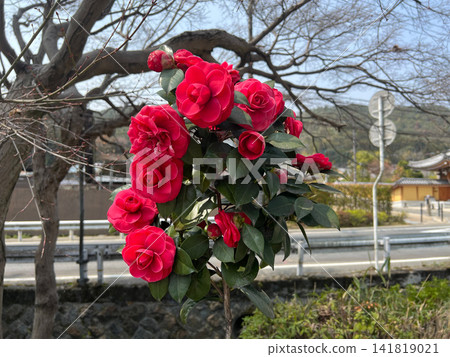 藍天下,盛開的紅色重瓣山茶花和花苞:日本的春日景象 1 藍天下,盛開的紅色重瓣山茶花和花苞:日本的春日景象 1 141819021