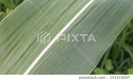 Close up of fresh green leaf Close up of fresh green leaf 141819097