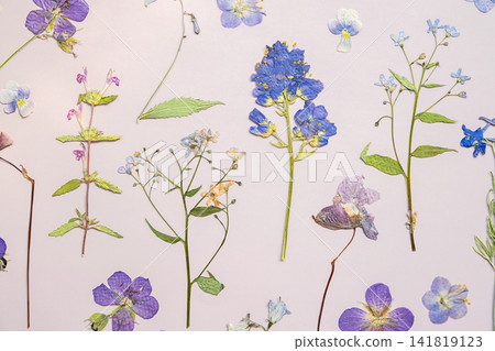 Pressed dried flowers arranged on light background. Pressed dried flowers arranged on light background. 141819123