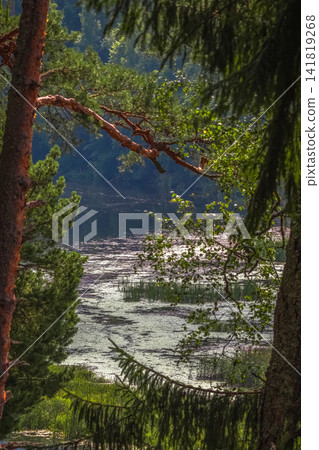 A scenic view of a calm river or lake in the middle of a dense forest, seen through the framing branches and trunks of pine and fir trees on a bright sunny day. 141819268