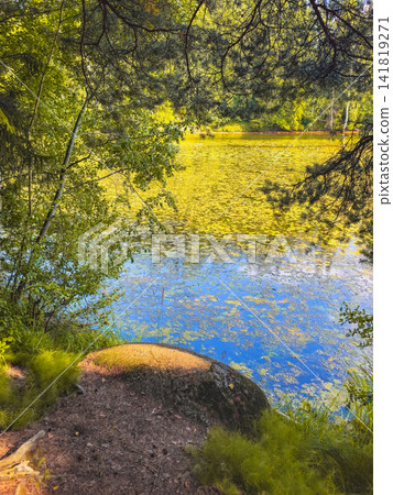 Scenic view of a quiet forest lake covered with water lilies, framed by green tree branches in summer. Scenic view of a quiet forest lake covered with water lilies, framed by green tree branches in summer. 141819271