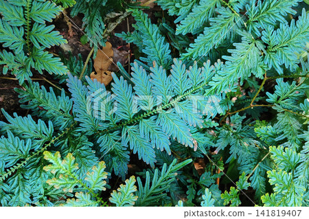 Blue green fern fronds with feathered leaflets spreading across forest floor, showing dense layered foliage, fine texture, rich natural pattern, and fresh botanical detail Blue green fern fronds with feathered leaflets spreading across forest floor, showing dense layered foliage, fine texture, rich natural pattern, and fresh botanical detail 141819407