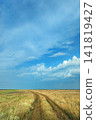 Golden rural dirt track winding through tall grass beneath wide blue sky with scattered clouds across open flat countryside landscape, warm light revealing textured ruts and wide horizon 141819427