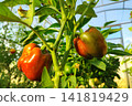 Close view of ripe bell peppers hanging on vine inside bright greenhouse, glossy red and green skins glowing among leaves, stems, and natural growth, with pepper, bell, capsicum, vegetable detail 141819429
