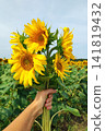 Calm sunflowers being held in a field of yellow and green flowers with a serene and peaceful mood, close-up view of hand holding sunflowers with leaves and petals, natural and agricultural. 141819432