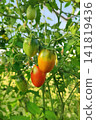 Sunlit plum tomato cluster ripening on vine amid green leaves in garden, with warm bokeh, natural texture, and fresh harvest colors for agriculture and homegrown produce scenes 141819436