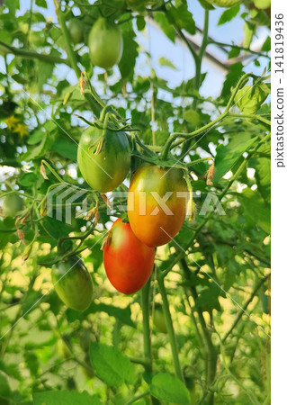 Sunlit plum tomato cluster ripening on vine amid green leaves in garden, with warm bokeh, natural texture, and fresh harvest colors for agriculture and homegrown produce scenes Sunlit plum tomato cluster ripening on vine amid green leaves in garden, with warm bokeh, natural texture, and fresh harvest colors for agriculture and homegrown produce scenes 141819436