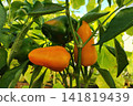 Close view of ripe bell peppers hanging on vine inside bright greenhouse, glossy red and green skins glowing among leaves, stems, and natural growth, with pepper, bell, capsicum, vegetable detail 141819439