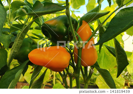Close view of ripe bell peppers hanging on vine inside bright greenhouse, glossy red and green skins glowing among leaves, stems, and natural growth, with pepper, bell, capsicum, vegetable detail Close view of ripe bell peppers hanging on vine inside bright greenhouse, glossy red and green skins glowing among leaves, stems, and natural growth, with pepper, bell, capsicum, vegetable detail 141819439