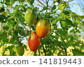 Sunlit plum tomato cluster ripening on vine amid green leaves in garden, with warm bokeh, natural texture, and fresh harvest colors for agriculture and homegrown produce scenes 141819443