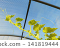 Sunlit greenhouse vine with textured green leaves and hanging yellow flower bud among climbing stems, showing natural growth, soft shadows, and delicate plant detail 141819444