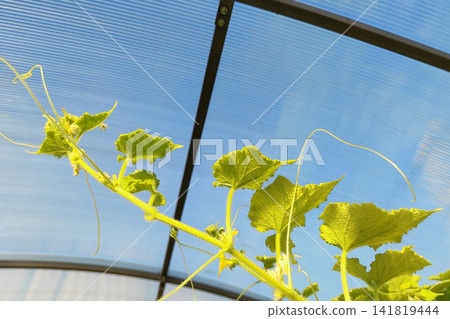 Sunlit greenhouse vine with textured green leaves and hanging yellow flower bud among climbing stems, showing natural growth, soft shadows, and delicate plant detail Sunlit greenhouse vine with textured green leaves and hanging yellow flower bud among climbing stems, showing natural growth, soft shadows, and delicate plant detail 141819444