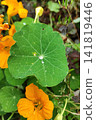 Macro closeup of green nasturtium leaf with clear water droplets and radiant vein pattern, showing fresh botanical texture, circular shape, natural color contrast, and soft garden background 141819446