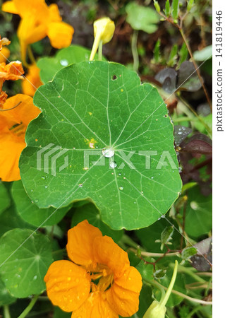 Macro closeup of green nasturtium leaf with clear water droplets and radiant vein pattern, showing fresh botanical texture, circular shape, natural color contrast, and soft garden background Macro closeup of green nasturtium leaf with clear water droplets and radiant vein pattern, showing fresh botanical texture, circular shape, natural color contrast, and soft garden background 141819446
