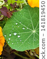 Macro closeup of green nasturtium leaf with clear water droplets and radiant vein pattern, showing fresh botanical texture, circular shape, natural color contrast, and soft garden background 141819450