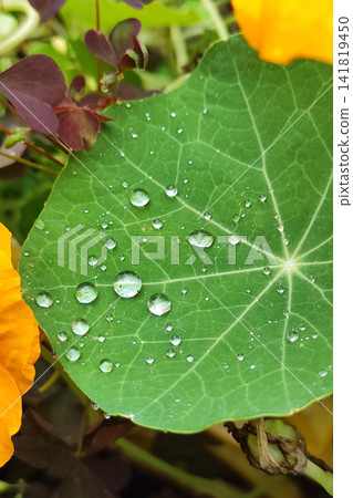 Macro closeup of green nasturtium leaf with clear water droplets and radiant vein pattern, showing fresh botanical texture, circular shape, natural color contrast, and soft garden background Macro closeup of green nasturtium leaf with clear water droplets and radiant vein pattern, showing fresh botanical texture, circular shape, natural color contrast, and soft garden background 141819450