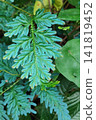 Blue green fern fronds with feathered leaflets spreading across forest floor, showing dense layered foliage, fine texture, rich natural pattern, and fresh botanical detail 141819452