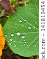 Macro closeup of green nasturtium leaf with clear water droplets and radiant vein pattern, showing fresh botanical texture, circular shape, natural color contrast, and soft garden background 141819454