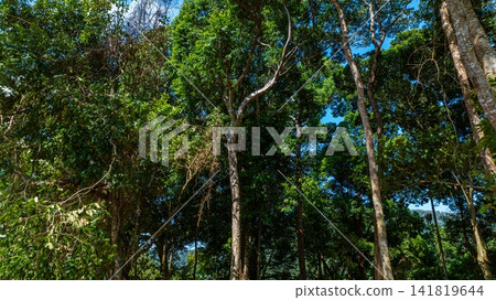 Tropical Forest Hillside with Red Soil Tropical Forest Hillside with Red Soil 141819644