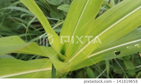 Green corn leaves close up 141819658