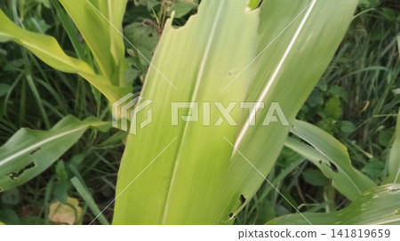green corn on the stalk green corn on the stalk 141819659