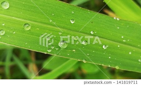 water drops on leaf water drops on leaf 141819711