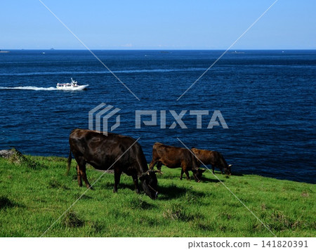 Kuroge Wagyu at Suginohara Pasture, Kabeshima / 加部 Kuroge Wagyu at Suginohara Pasture, Kabeshima / 加部 141820391