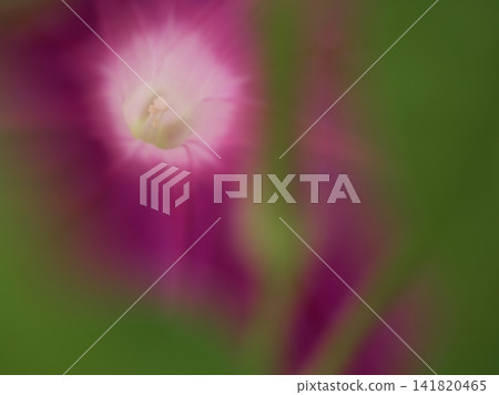 Beautifully colored morning glory flowers bloomed in the hot and humid month of August. 141820465
