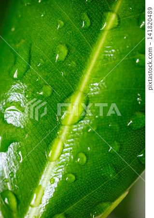 Macro texture of green leaf surface with clear water drops and vein Macro texture of green leaf surface with clear water drops and vein 141820489