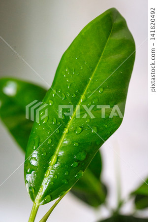 Bright green ficus leaf with water droplets closeup in natural light macro botanical photography Bright green ficus leaf with water droplets closeup in natural light macro botanical photography 141820492