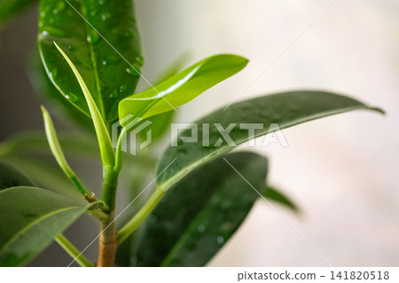 Young green ficus sprout with fresh leaves macro shot in bright interior light Young green ficus sprout with fresh leaves macro shot in bright interior light 141820518